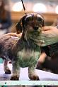 Crufts2011_2 1605